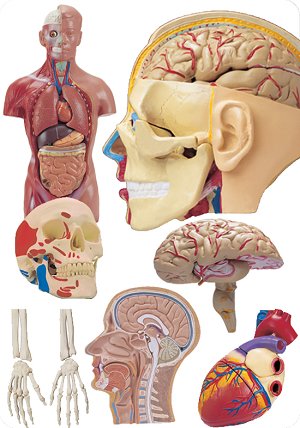 human body