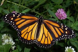 monarch 